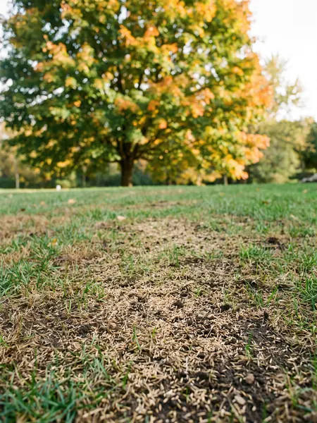 Overseeding in early fall When to plant grass seed: overseeding a lawn in early fall